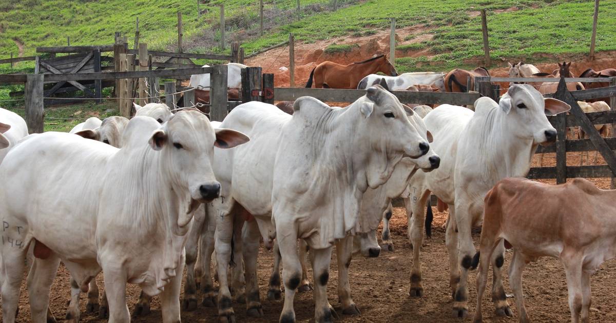 Protocolos para controle de verminoses em bovinos