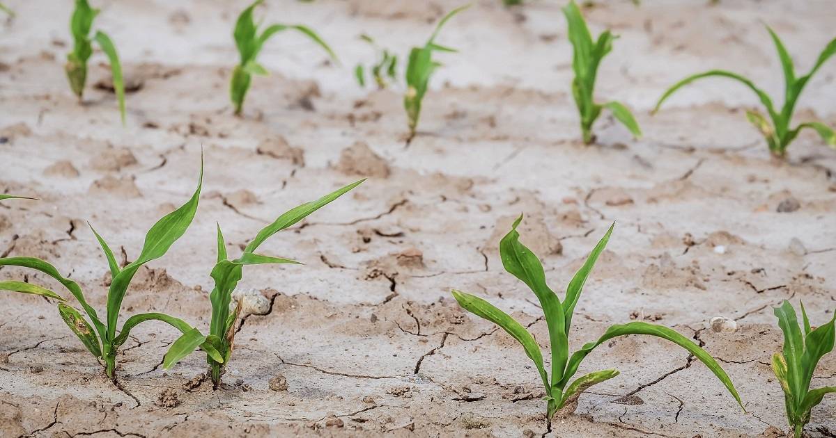 Saiba o que causa o estresse hídrico em plantas