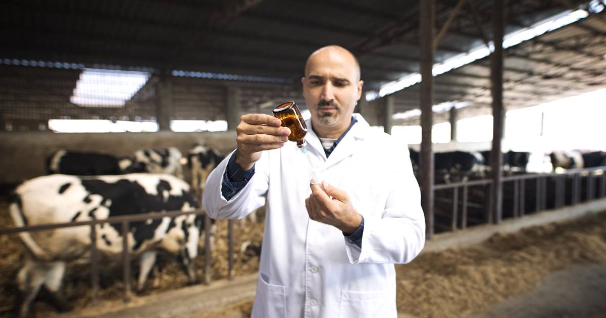 Como aplicar vacina em bovinos? Veja nossas dicas práticas!