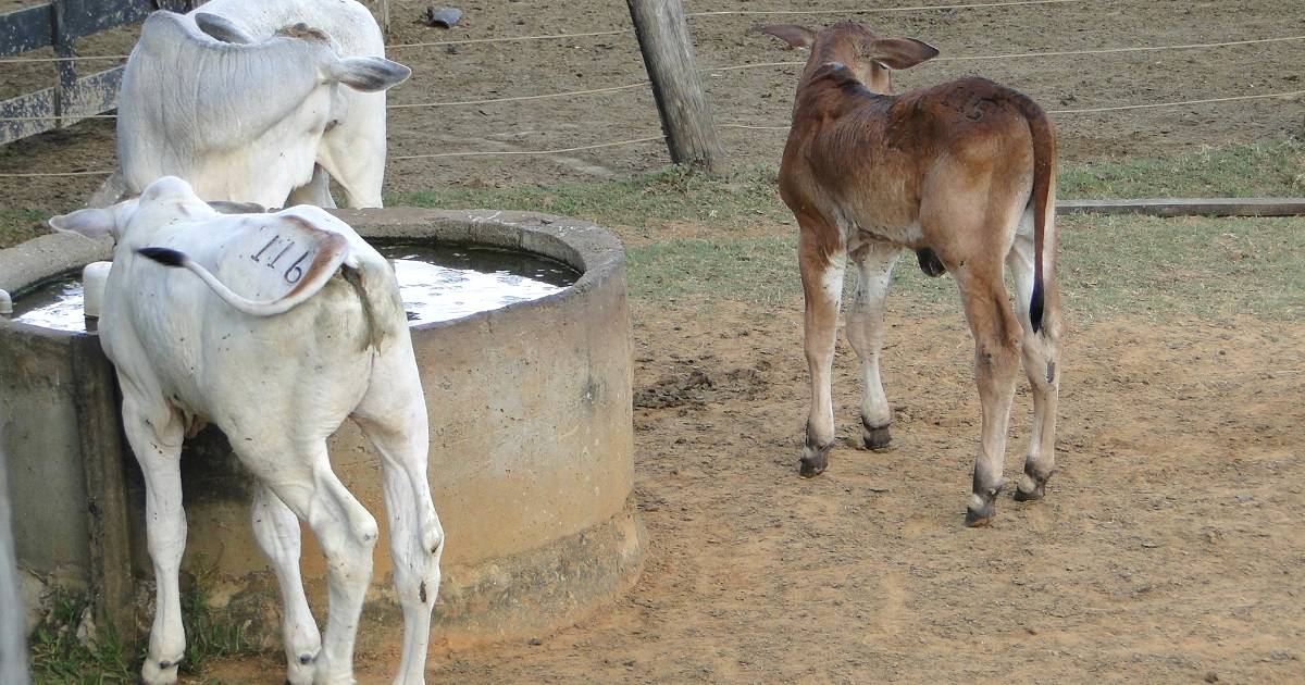Entenda a importância da qualidade da água para bovinos