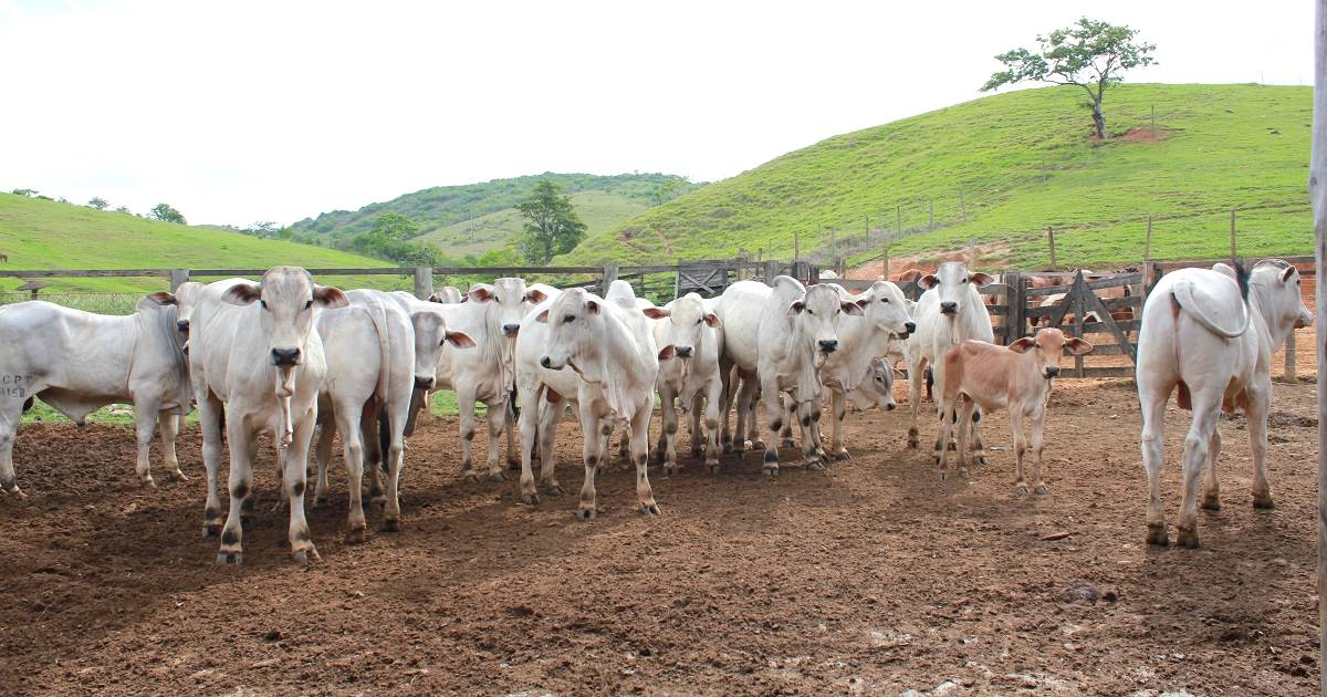 Como medir a eficiência reprodutiva de um rebanho