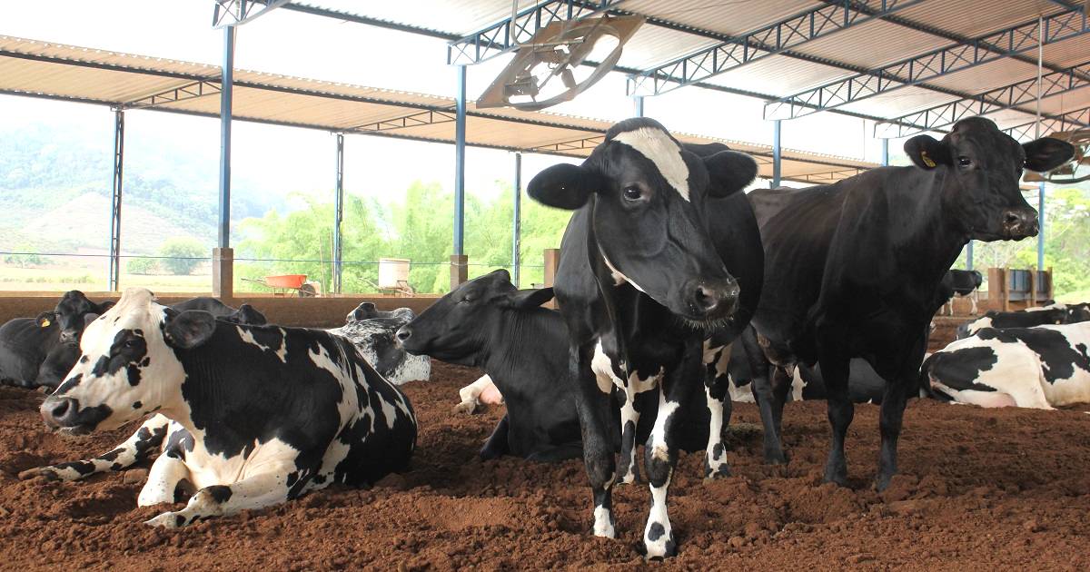 O que é estresse térmico em vacas e seu impacto na produção