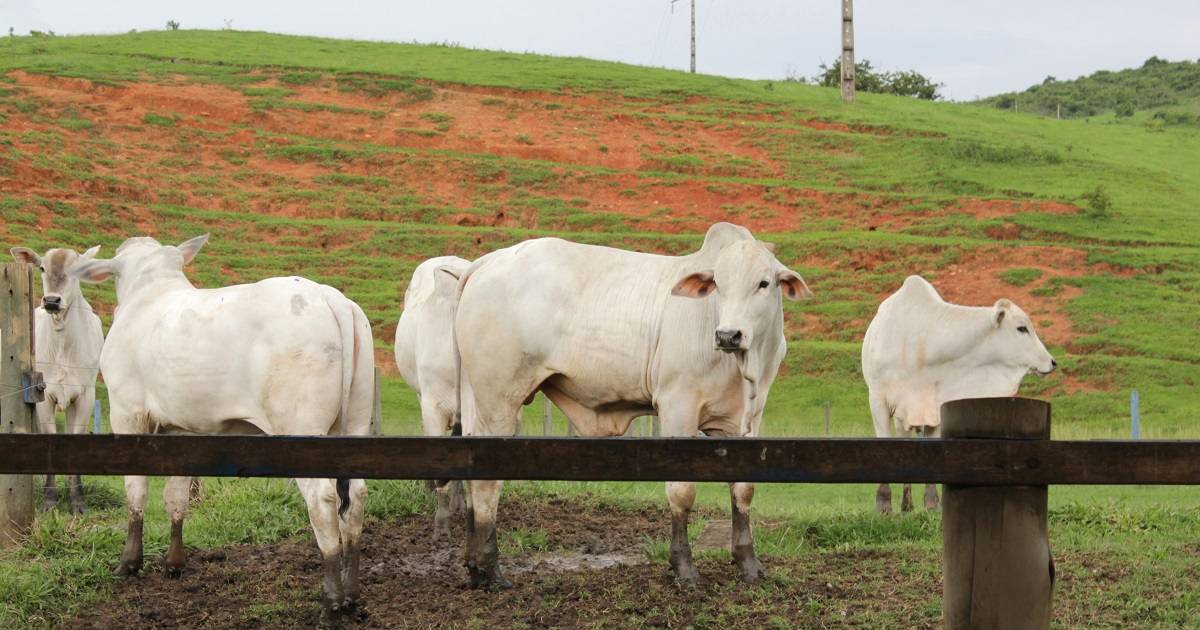 Criação de gado em semiconfinamento: vale a pena adotar o sistema?
