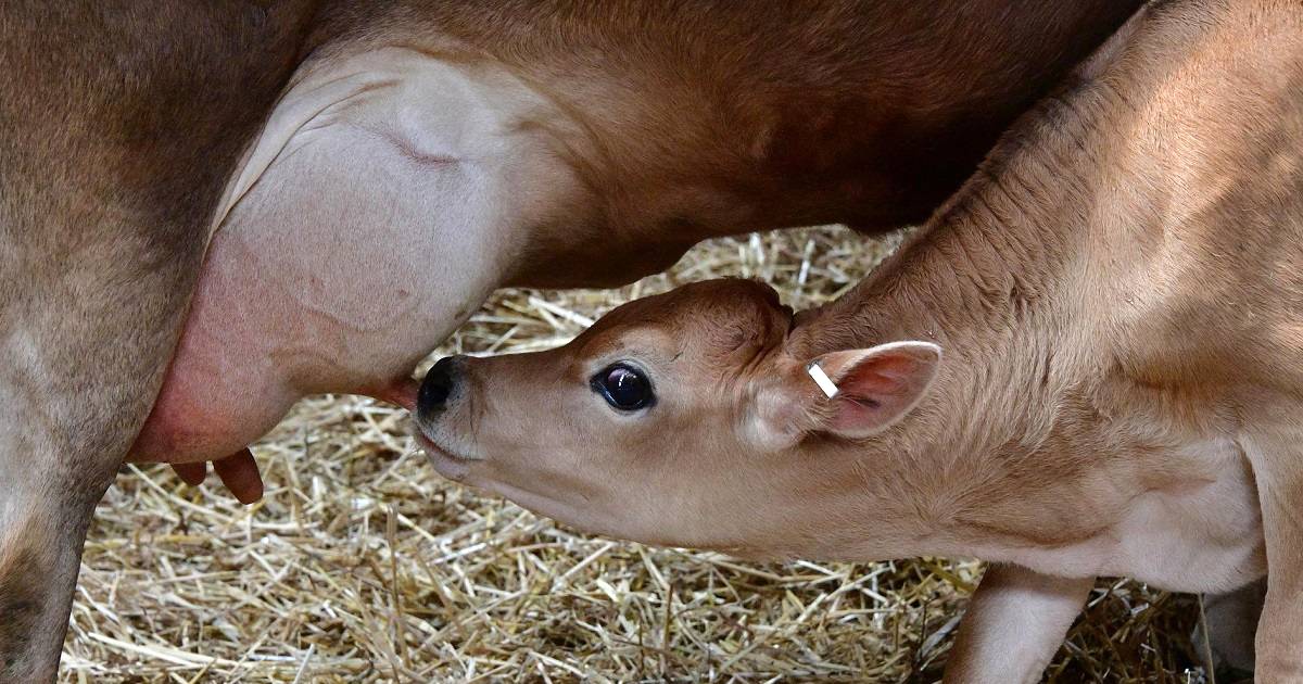 Qual a importância do colostro na nutrição de bezerros?