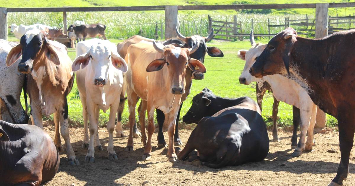 Bem-estar animal e a importância na pecuária