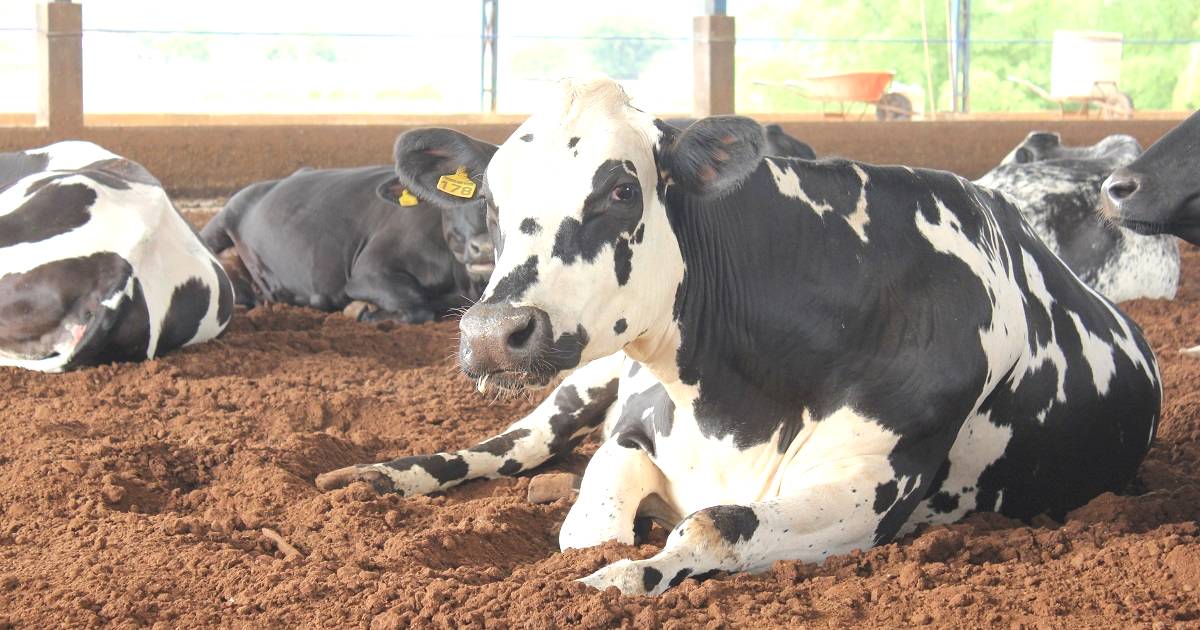 Manejo de vacas no pós-parto: dicas e cuidados